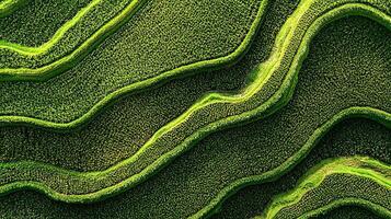 Top Down View of Lush Green Rice Terraces Bathed in Sunlight. The intricate patterns of the cultivated fields create a mesmerizing natural landscape. photo