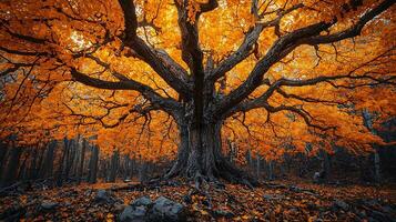 Majestic ancient tree with vibrant orange foliage in an autumn forest. The gnarled trunk and sprawling branches are illuminated by warm, dappled sunlight, creating a breathtaking natural spectacle. photo
