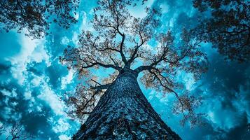 Majestic tree reaching towards a surreal blue sky with swirling clouds. This unique perspective captures the grandeur of nature in a dreamlike, ethereal atmosphere. photo