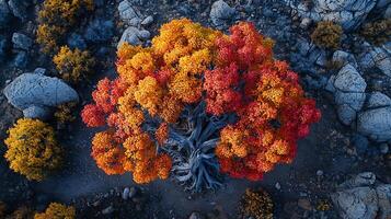 Aerial view of a vibrant tree showcasing autumn colors against a rocky, barren landscape. This striking image captures the essence of fall foliage in a rugged natural setting. photo