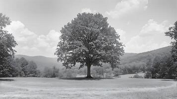 Majestic Tree Stands Alone in a Serene Landscape. This striking monochromatic image captures the grandeur of nature with a solitary tree as the focal point, set against rolling hills and a cloudy sky. photo