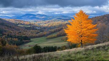 Vibrant autumn tree stands out against a backdrop of rolling hills and stormy skies. This scenic landscape captures the essence of fall foliage in a mountainous region. photo