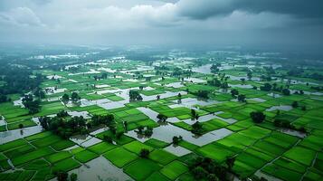 Aerial view of flooded green rice paddies under a cloudy sky. photo