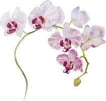 Pink and white orchid flowers vector