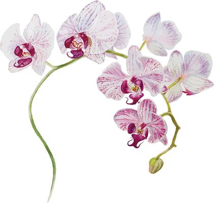 Beautiful blooming branch with white purple orchid flowers. Watercolor hand drawn illustration on the white square background with empty place for your text.