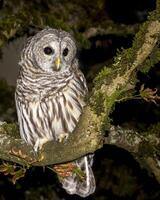 Striking owl perched on a mossy branch in a forest at night photo