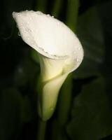 Elegant white calla lily with dew drops captured in a garden setting during early morning hours photo