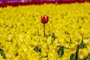 Vibrant tulip field showcasing a striking red flower amidst a sea of bright yellow blooms in springtime photo