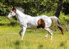 White horse with brown patch running through a green meadow on a sunny day in springtime photo