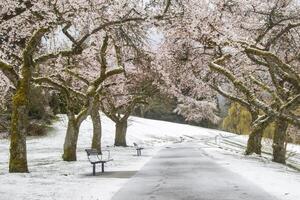 Snow-covered walkway lined with blooming cherry trees in a tranquil park during early spring photo