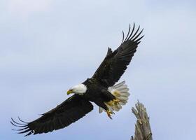 Majestic bald eagle soaring gracefully in the clear sky during daylight near a tall tree photo