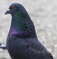 Colorful pigeon perched near urban area showcasing vibrant plumage and unique features during daylight hours photo