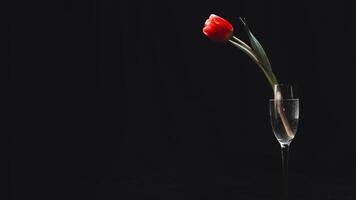 A single red tulip in a glass vase on a black background photo
