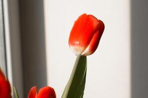 A close up of a red tulip photo