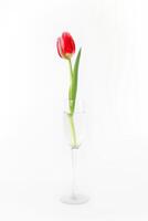Beautiful red tulip in wine glass on a white background. Single flower, still life. Vertical photo