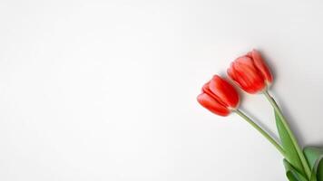 Two red tulips on a white background. Flat lay, copy space. Floral background with place for text photo