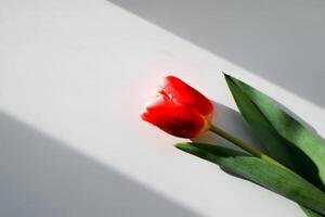 A single red tulip on a white surface photo