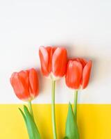 Red tulips and white frame with place for text, yellow background. Flat lay, copy space. Greeting card. photo