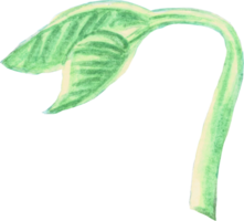 Sprout is painted by hands with watercolor in real fine art style png