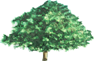 Big tree is painted by hands with watercolor in real fine art style png