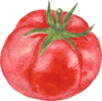 Tomato is painted by hands with watercolor in real fine art style png