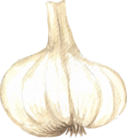 Garlic is painted by hands with watercolor in real fine art style png
