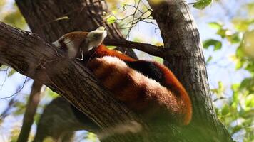Red panda relaxing on a tree branch video