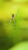 A spider intricately weaves its web against a vibrant green background, captured in natural sunlight video