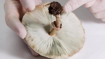 Close-up of hands inspecting a mushroom's gills and stalk under bright lighting, highlighting scientific examination in a laboratory environment video