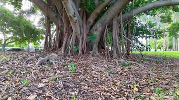 A serene banyan tree with sprawling roots in a lush park setting, captured in natural daylight video