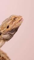 A bearded dragon captures and eats a superworm in a controlled studio environment with soft lighting video