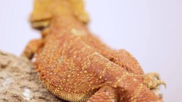 A bearded dragon rests on a textured rock, captured in soft lighting with a shallow depth of field video