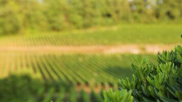 Lush vineyard with greenery in the foreground video