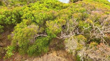 Drone captures vibrant greenery and dry branches under soft daylight in Aireys Inlet, Australia video