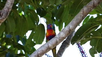 Rainbow lorikeets moving among tree branches video