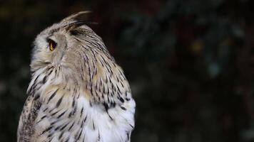 An owl turns its head, scanning the environment. video