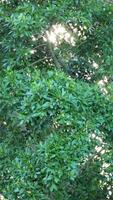 Sunlight peeks through dense green foliage, creating a serene and natural atmosphere in Gold Coast, Australia video