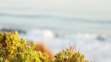 Greenery with ocean waves in the background video