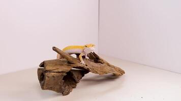 A leopard gecko moves across driftwood in a well-lit, minimalist environment, showcasing its vibrant yellow coloration video