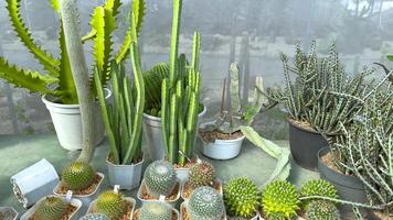 Various cacti displayed in a greenhouse setting video