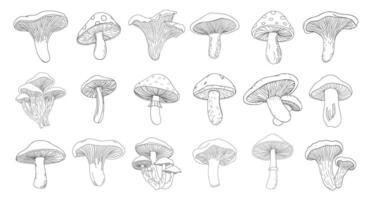 Collection of hand drawn mushrooms. Mushroom icons set. Hand drawn illustration sketch. vector