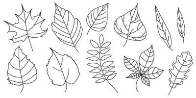 Set of doodle leaves of different trees. Autumn outline elements of oak, maple, birch, elm, rowan, ash, willow. . vector