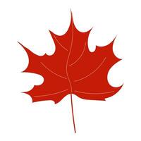 Maple colorful leaf on isolated white background. Single hand drawn plant element. autumn illustration. vector