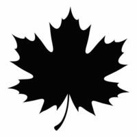 Black maple leaf silhouette on white background vector
