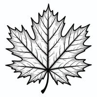 Black and white maple leaf illustration on white background vector