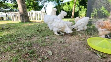Silkie chickens eating together in a farm setting video