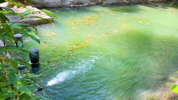 Pond water circulation at Khao Kheow Zoo video
