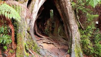 Journey through ancient trees and lush greenery video