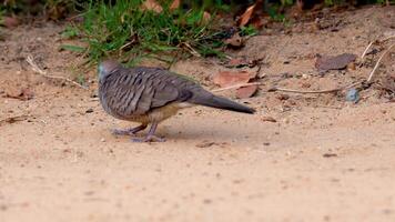 A zebra dove walks along a sandy path in Rama 9 Park, Bangkok. Natural lighting highlights its graceful movements and serene environment video