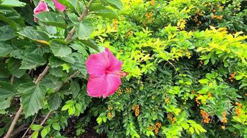 A pink hibiscus flower amidst vibrant green foliage, captured in bright natural light with minimal camera movement video